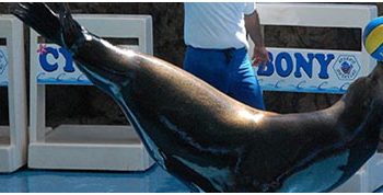 TOP_10_REASONS_TO_VISIT_THE_MAZATLAN_AQUARIUM