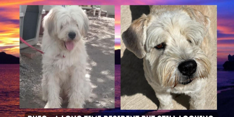 Best of Mazatlan Show: The Inspiring Story of Mazatlan Animal Rescue