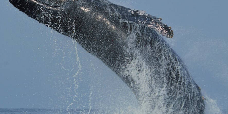 Best Whale-Watching and Upcoming Whale Museum in Mazatlan, Mexico